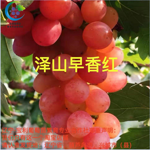早香红葡萄嫁接葡萄苗木
