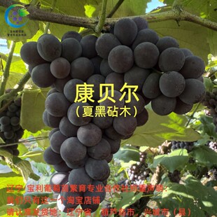 裸根发货 宝利葡萄苗繁育专业合作社 夏黑砧木嫁接苗 康贝尔
