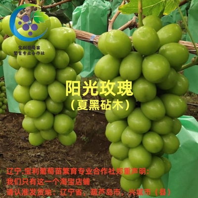 辽宁.宝利葡萄苗繁育专业合作社