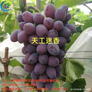 天工迷香  （芽孢小）贝达砧木 葡萄苗 宝利葡萄苗繁育专业合作社