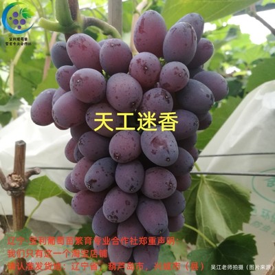 天工迷香  （芽孢小）贝达砧木 葡萄苗 宝利葡萄苗繁育专业合作社