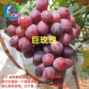 巨玫瑰 贝达砧木嫁接葡萄苗  裸根发货 宝利葡萄苗繁育专业合作社