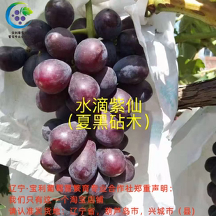 水滴紫仙 夏黑砧木嫁接葡萄苗 宝利葡萄苗繁育专业合作社