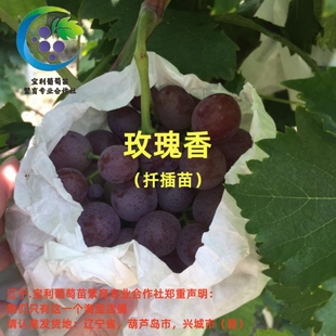 玫瑰香  扦插苗 （爆芽多，介意勿拍）宝利葡萄苗繁育专业合作社