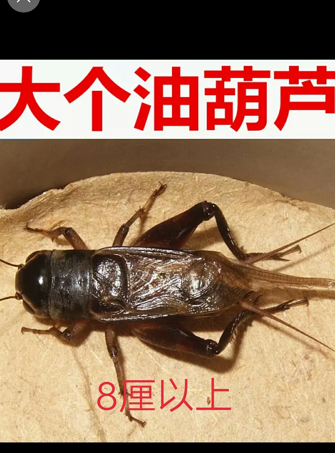 山东省济宁市兖州宁阳曲阜野生油葫芦又名土车子