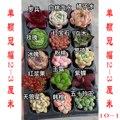 【满18包邮48h发货】多肉新手套餐15颗带塑料盘冠幅2-3cm【10-1】