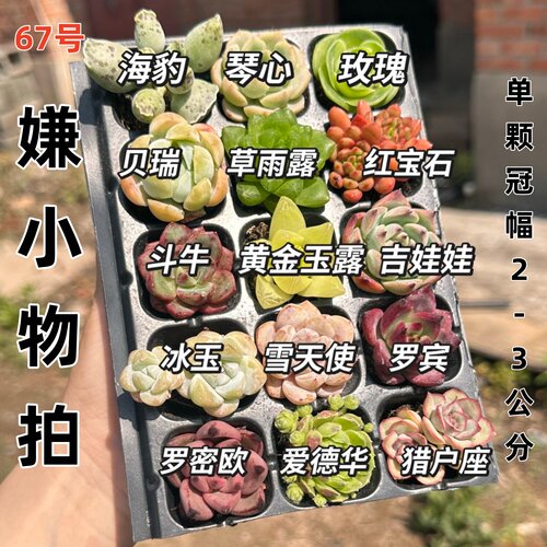 15颗多肉【67号】套餐小萌多肉单颗3厘米左右多肉植多肉办公室多