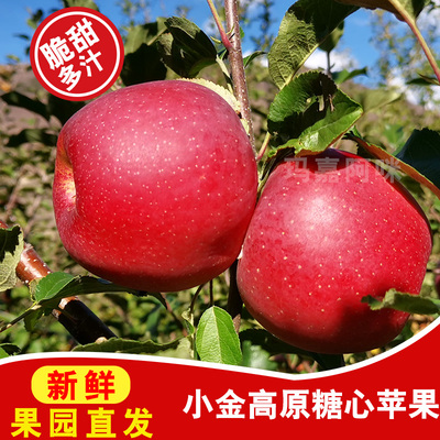 高原阳光味道糖心小金苹果香甜脆