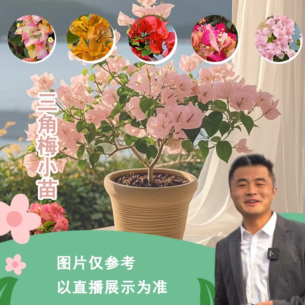 三角梅小苗合集喜光易养护勤花室内室外阳台庭院盆栽地栽观赏植物