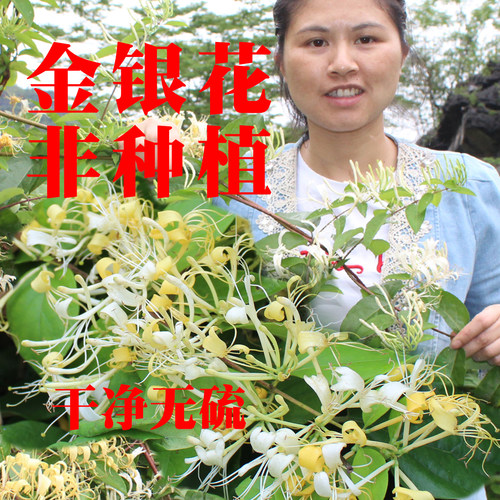 无枝叶干净无硫散装广西金银花茶