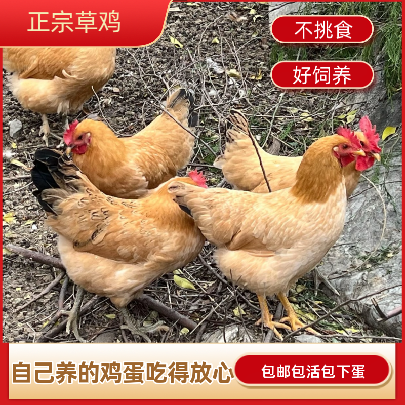 (包下蛋)散养正宗草鸡三斤活鸡麻鸡土鸡脚麻草鸡绿壳蛋鸡包活到家 - 实物图