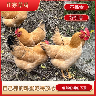 (包下蛋)散养正宗草鸡三斤活鸡麻鸡土鸡脚麻草鸡绿壳蛋鸡包活到家