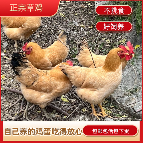 (包下蛋)散养正宗草鸡三斤活鸡麻鸡土鸡脚麻草鸡绿壳蛋鸡包活到家