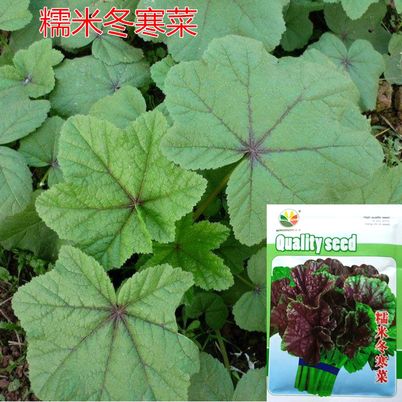 蔬菜种子糯米冬寒菜种子冬苋菜野菜种子高钙菜种子 冬葵滑菜抗寒