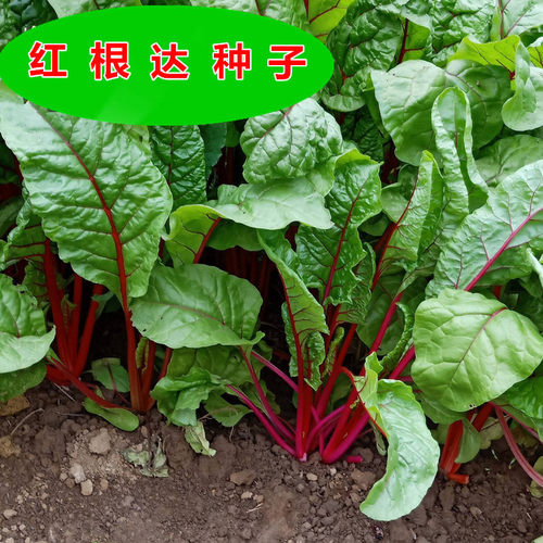 蔬菜冬季易种根达菜