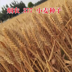 优质强筋大田冬小麦籽高产矮秆抗倒大穗原种鲁审烟农377小麦种子