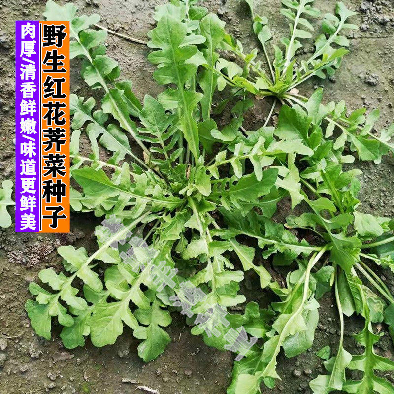 红花野生荠菜种籽荠荠菜种子阳台盆栽蔬菜春夏秋冬四季播花叶荠菜