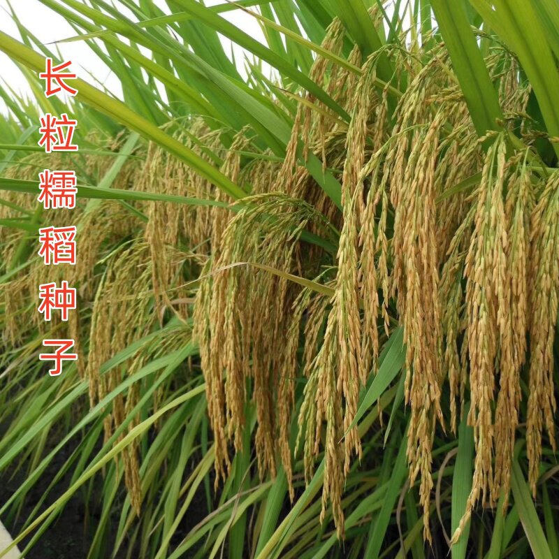 白糯稻黑糯稻水稻种子高产易种图片