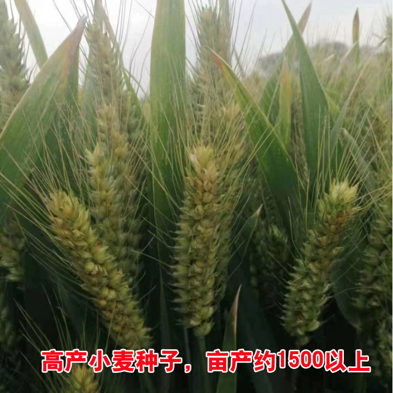 高产国审小麦种子矮杆抗病抗倒大穗冬小麦原种农科院烟农1212麦种