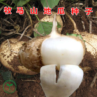 牧马山地瓜种子 沙葛凉薯土瓜水果地瓜种籽 脆嫩多汁好吃四季农家