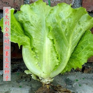 全年生菜种子香港高华 意大利耐抽苔生菜种子耐热耐雨抗四季种植