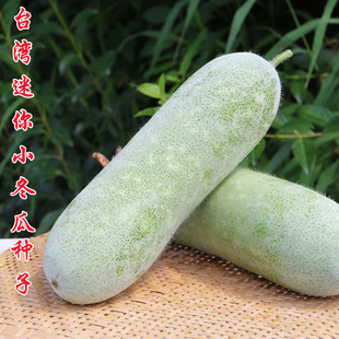 台湾小冬瓜种子 粉皮迷你小冬瓜种籽绿皮绿春迷你小冬瓜春季蔬菜