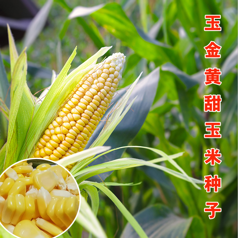 传统老品种籽玉米黄糯白糯粘金糯玉米种子四季春季夏种孑早熟粘甜