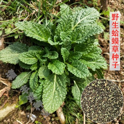 中草药蛤蟆草蟾蜍草种籽中草药荔枝草 雪见草种籽野菜药膳蔬菜种