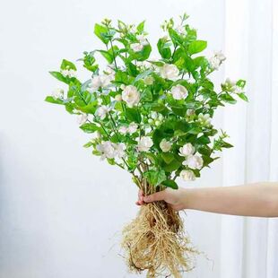 【下单立减50】茉莉花盆栽四季独杆开花花苗室内阳台绿植花卉老桩