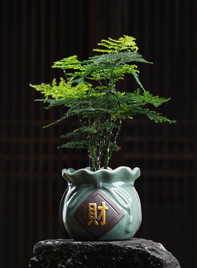 文竹小盆景竹子花卉盆栽办公室桌面绿植好养四季常青景观陶瓷摆件