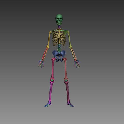 骨架骷髅IMM笔刷资源3D打印模型STL文件素材高精度