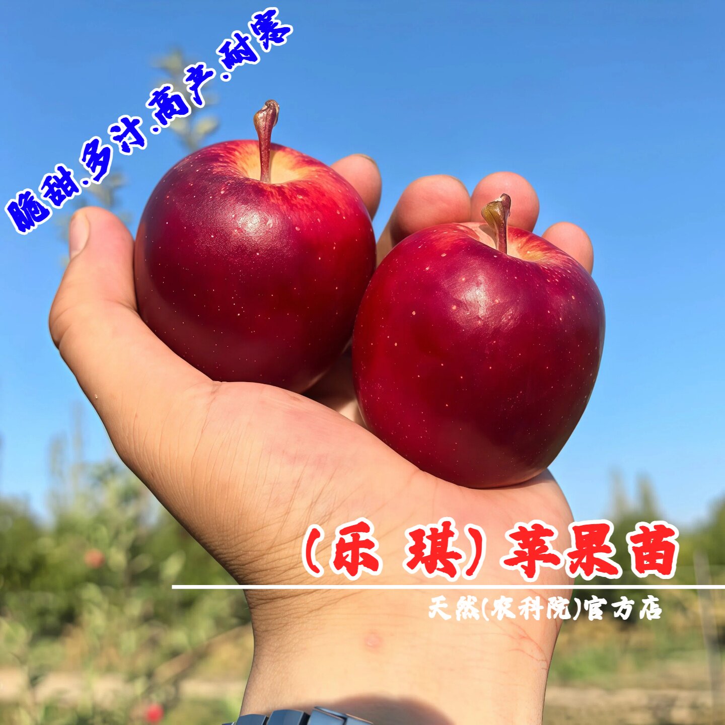 嫁接乐琪新西兰乐淇苹果树苗脆甜多汁乐其火箭小苹果苗南北方种植