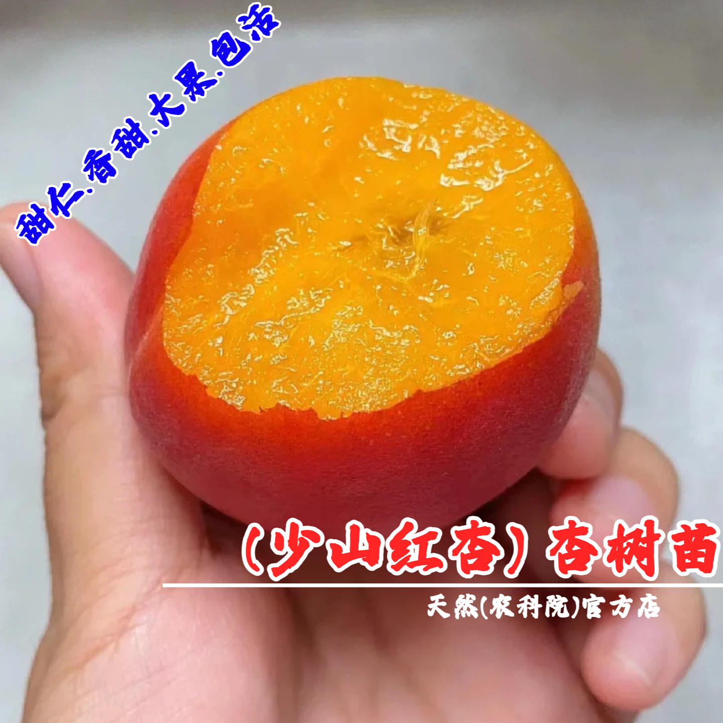 崂山蜜杏树苗嫁接青岛少山红杏苗盆栽庭院地栽杏子果苗南北方种植