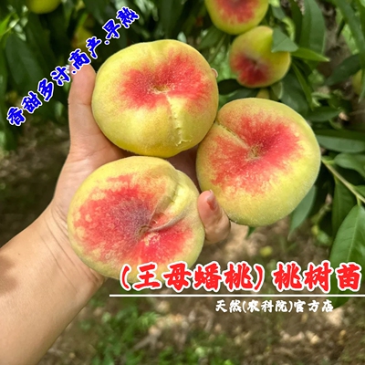 稀有嫁接王母蟠桃苗蟠桃树果苗香甜软糯多汁水蜜桃树苗南北方种植