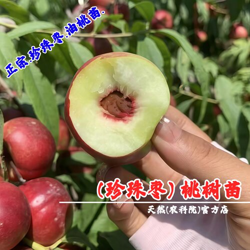 早熟脆甜离核12号枣油桃树苗嫁接珍珠枣油桃苗0号5号3号油桃果苗