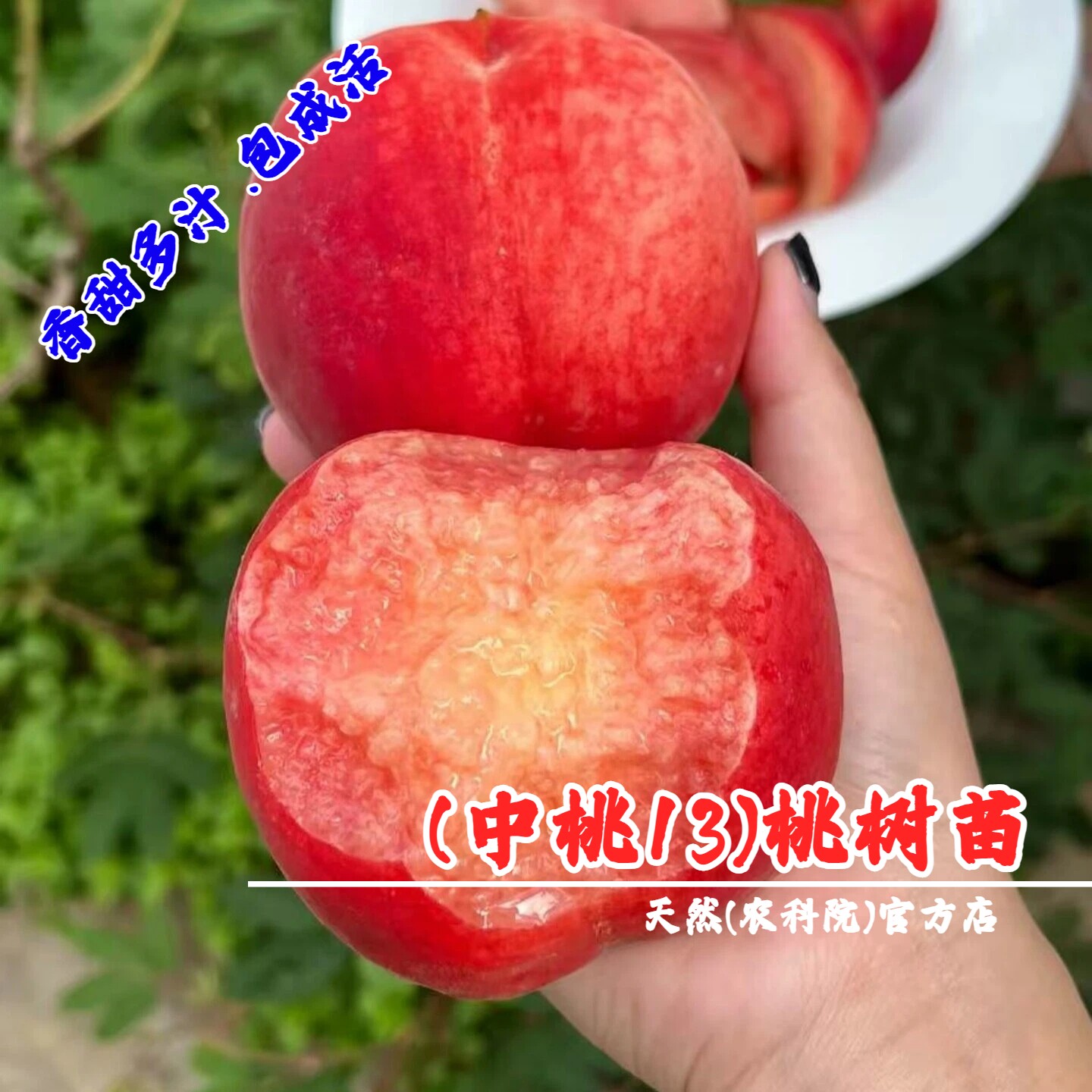 桃树果苗嫁接桃子中桃13号桃苗6月硬脆甜大桃树苗盆栽南北方种植