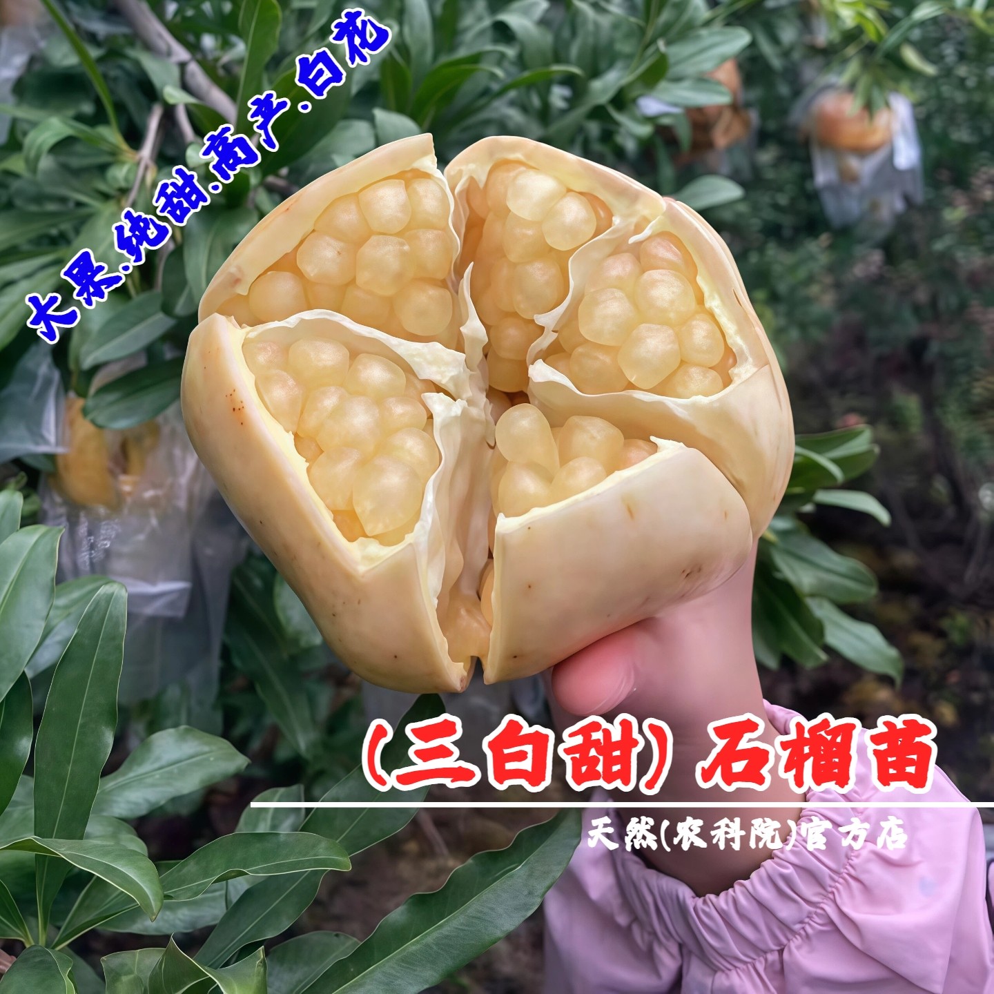 老品种抗冻三白甜石榴苗盆栽地栽白花白果耐寒石榴树苗南北方种植