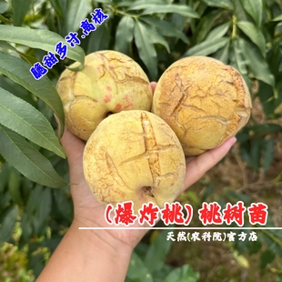 网红丑桃裂纹桃冬桃果苗桃树苗脆甜爆炸桃鄢玉浓香桃苗南北方种植