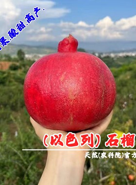以色列酸石榴树苗盆栽庭院地栽特大软籽黑籽石榴苗树南方北方种植