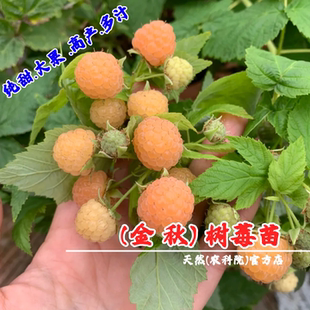 双季黄树莓苗金秋树莓果苗野生无刺覆盆子树苗盆栽地栽南北方种植