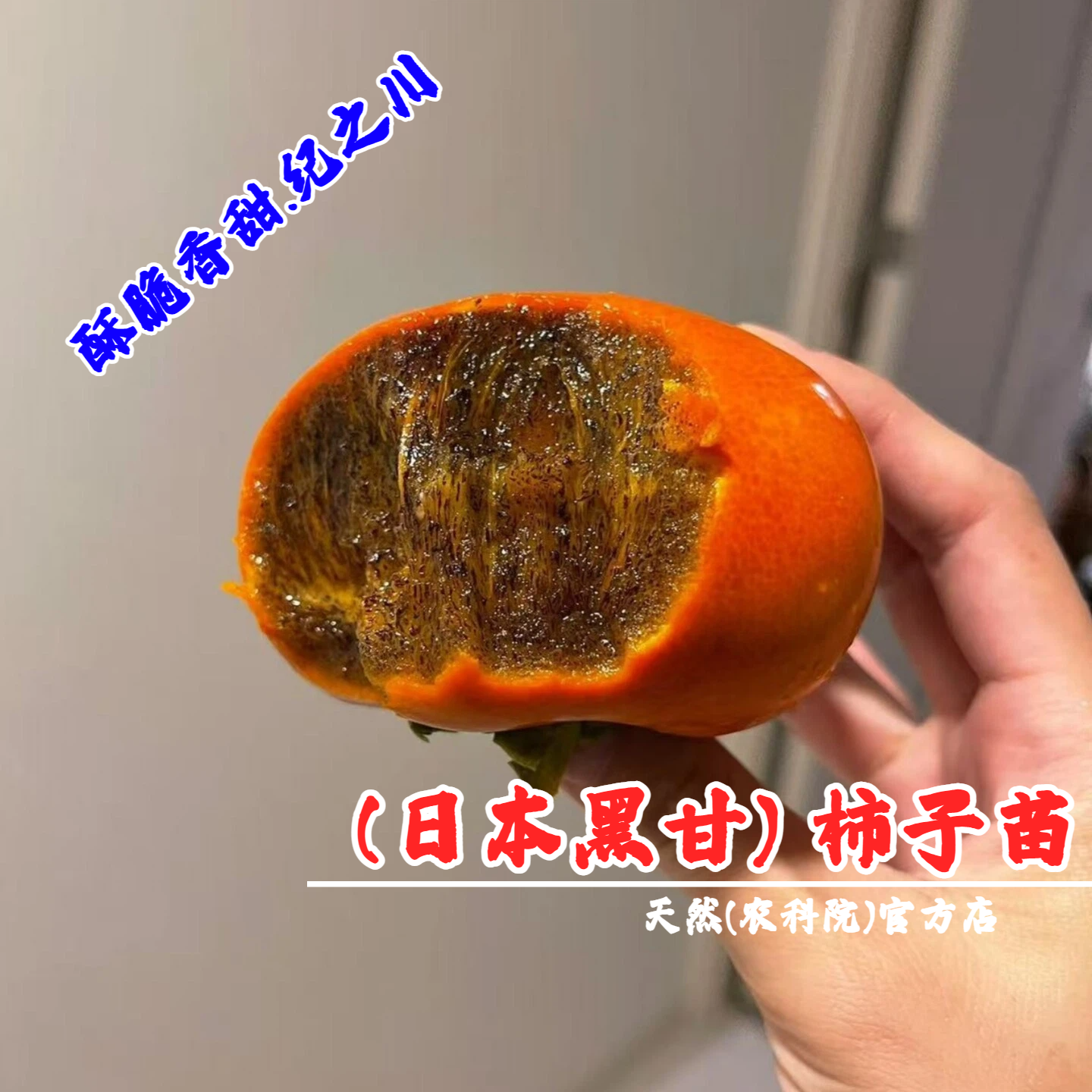 日本和歌山黑金柿子苗树纪之川黑甘柿树嫁接巧克力柿树黑糖柿树苗