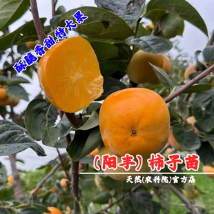 阳丰脆甜柿树苗特大柿子苗树嫁接日本盆栽庭院地栽树苖南北方种植