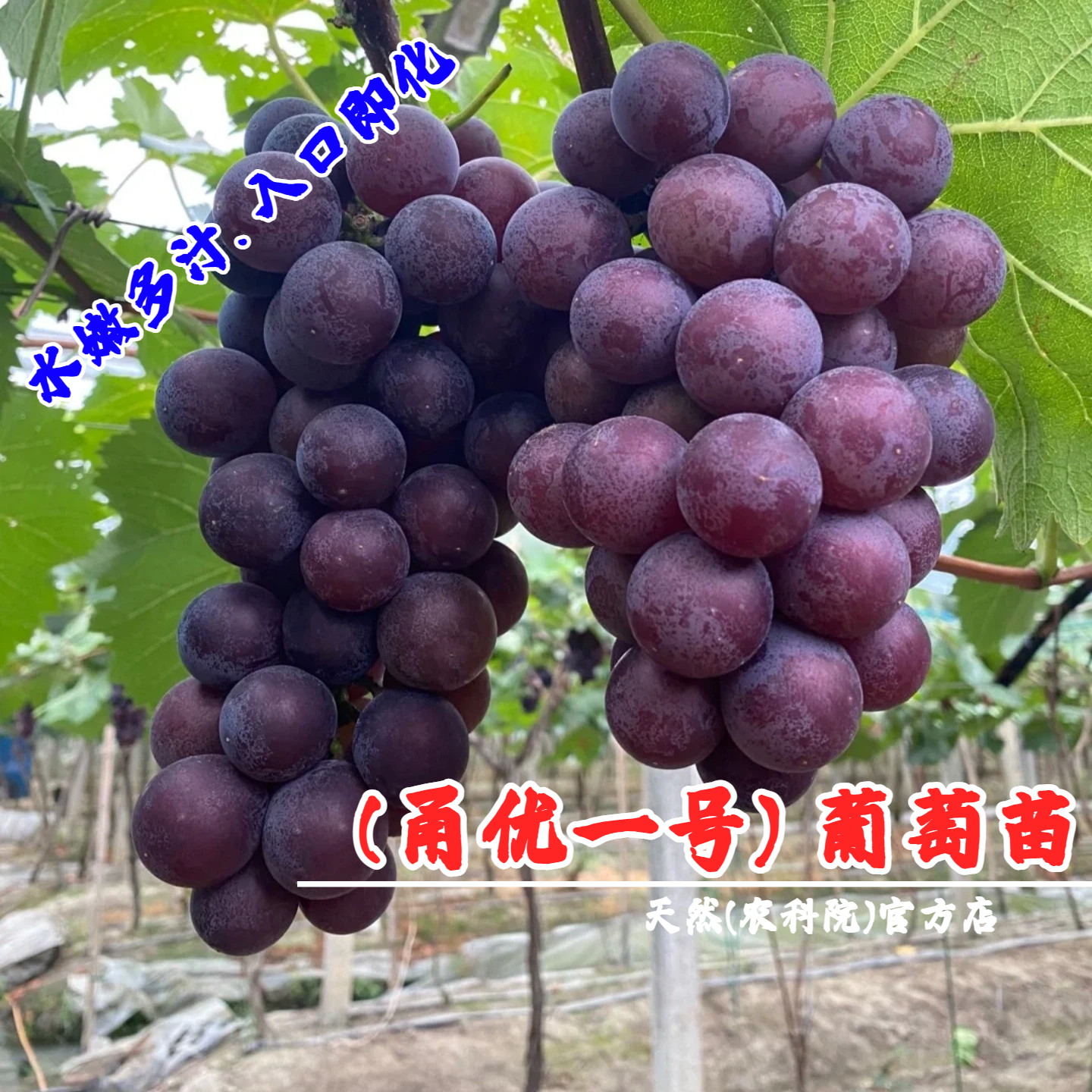 嫁接甬优一号葡萄树苗特大脱皮葡萄苗盆栽庭院爬藤果树苗当年结果