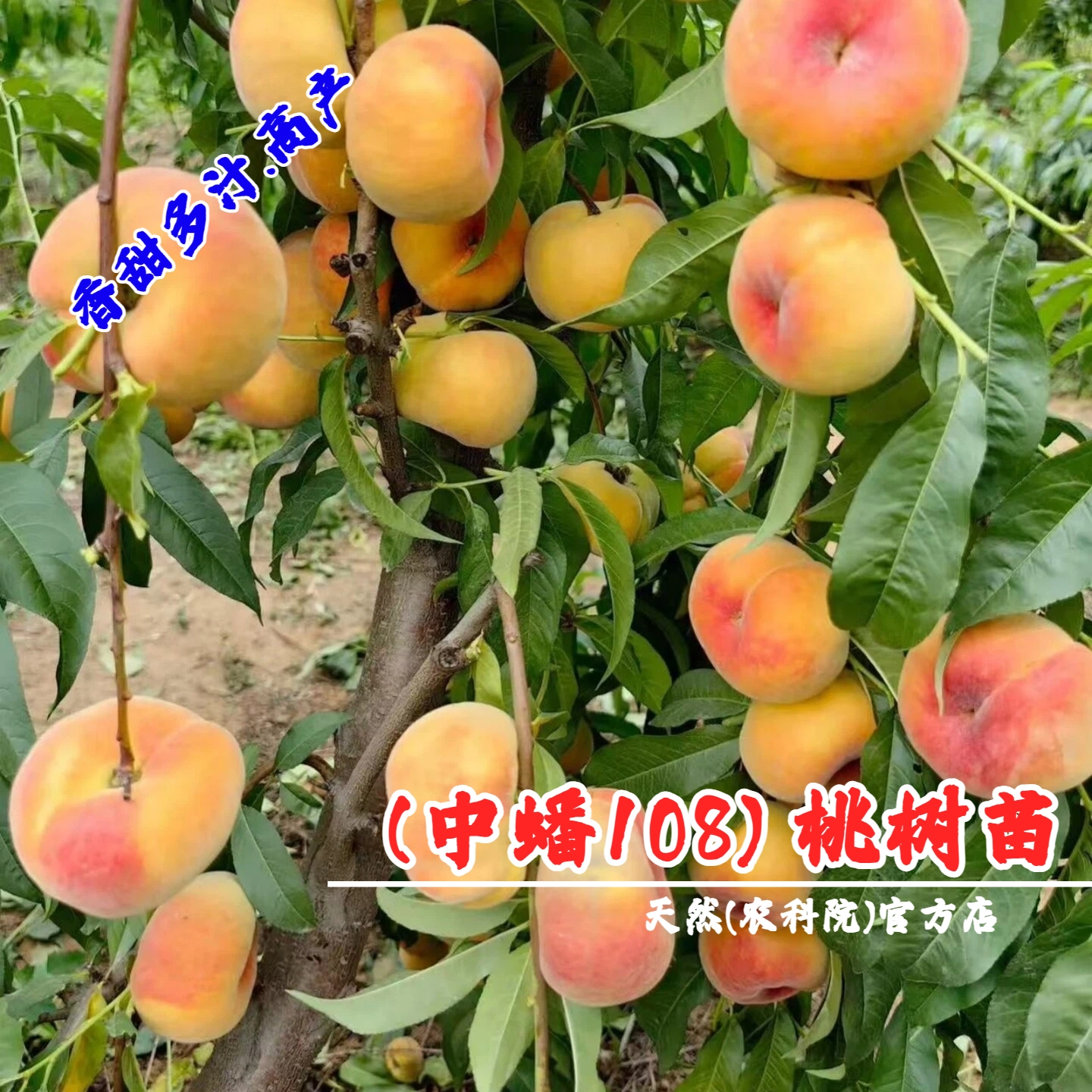 新品种早熟蟠桃树果苗嫁接中蟠108蟠桃苗特大脆甜扁桃苗当年结果