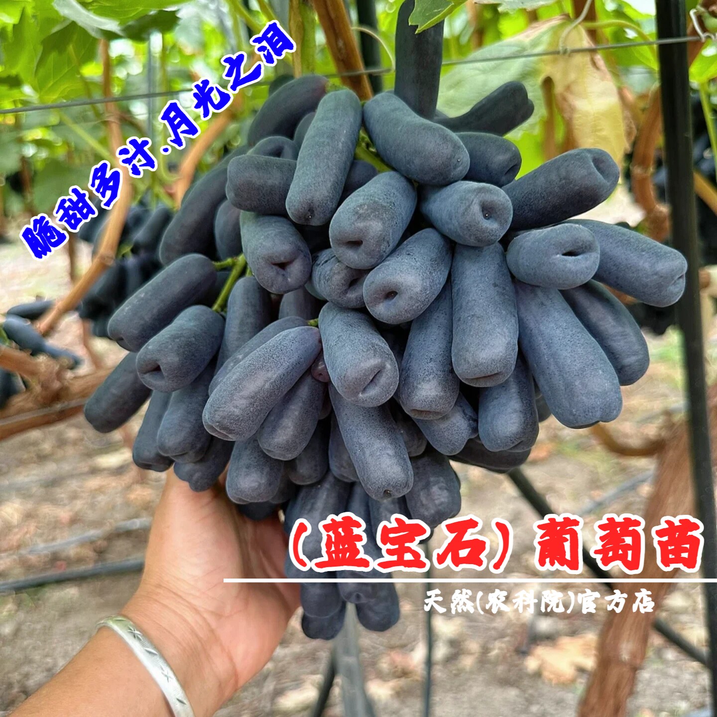 蓝宝石葡萄树苖新品种无核甜蜜盆栽庭院爬藤黑提树月光之泪葡萄苗
