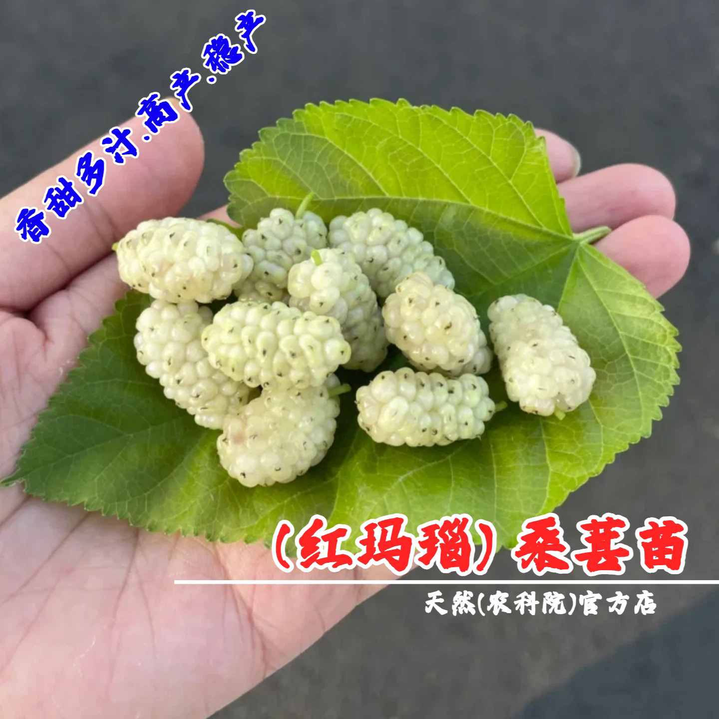 白色红玛瑙桑葚树苗果桑苗盆栽地栽耐寒桑葚苗南北方种植当年结果