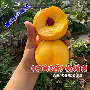 8月成熟油桃树果苗中油8号油桃苗特大脆甜晚熟油桃树苖南北方种植