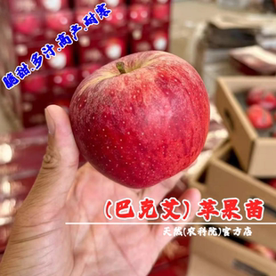 新品种嘎啦苹果树苗盆栽地栽早熟巴克艾苹果苗南北方种植当年结果