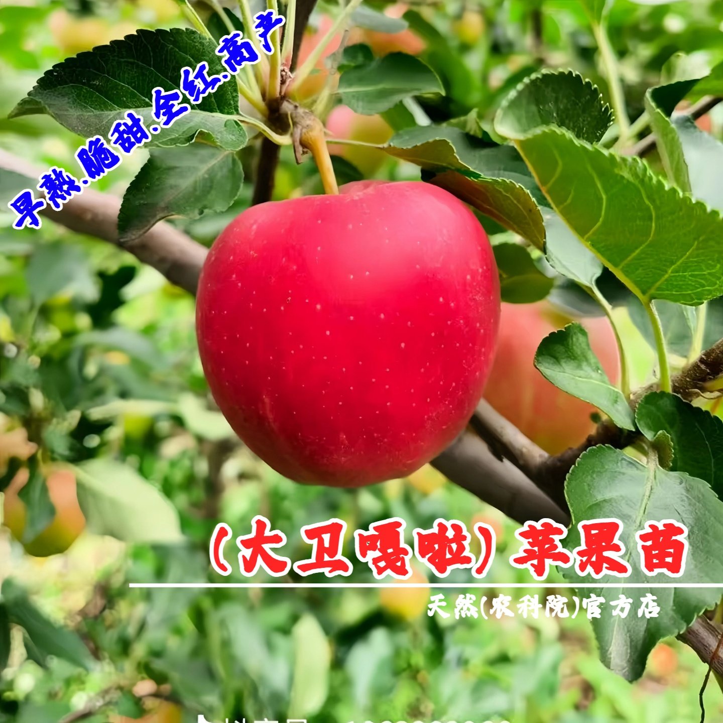 嫁接7月份早熟全红嘎啦苹果树苗矮化大卫嘎拉苹果苗南方北方种植