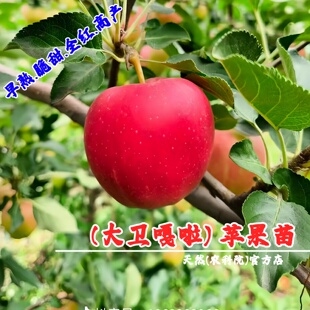 嫁接7月份早熟全红嘎啦苹果树苗矮化大卫嘎拉苹果苗南方北方种植